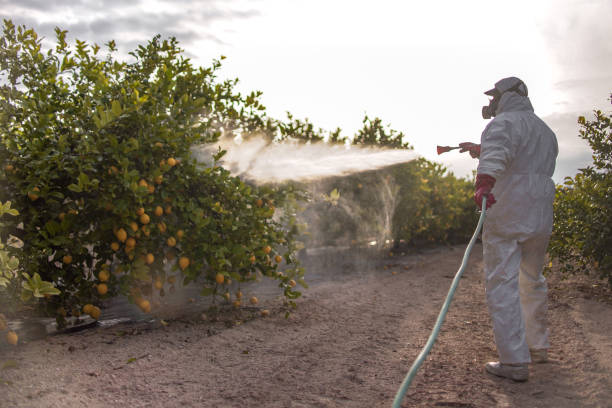 Best Local Pest Control Services  in Tellico Plains, TN