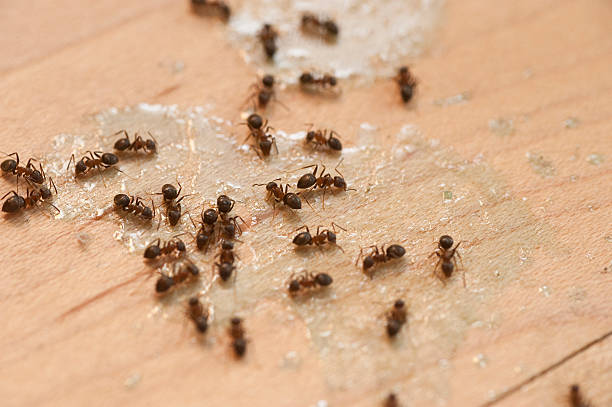 Best Pest Removal Services  in Tellico Plains, TN