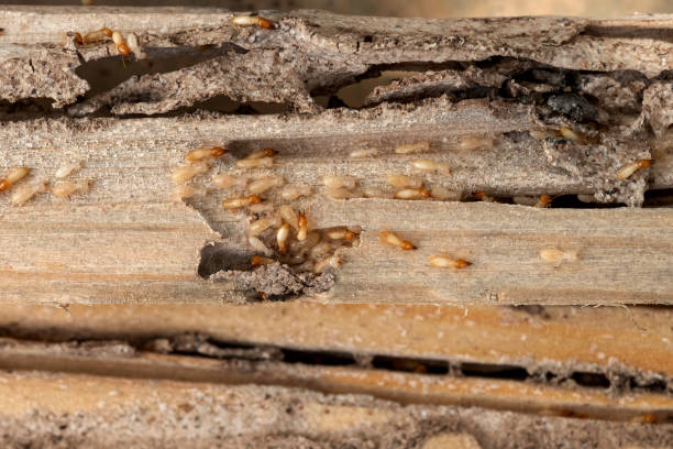 Professional Pest Control in Tellico Plains, TN