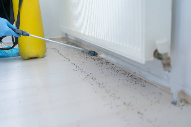 Best Flea Control Services  in Tellico Plains, TN